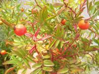 Früchte und Laubfarben von Rosa nitida