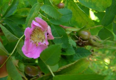 Rosa pendulina var. heterophylla