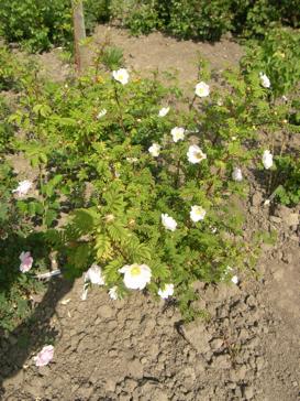 Rosa roxburghii normalis