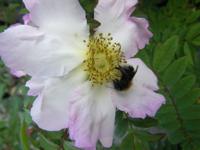 Rosa roxburghii normalis