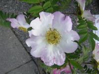 Rosa roxburghii normalis