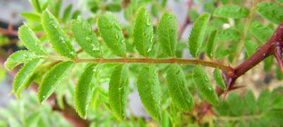 Rosa roxburghii normalis