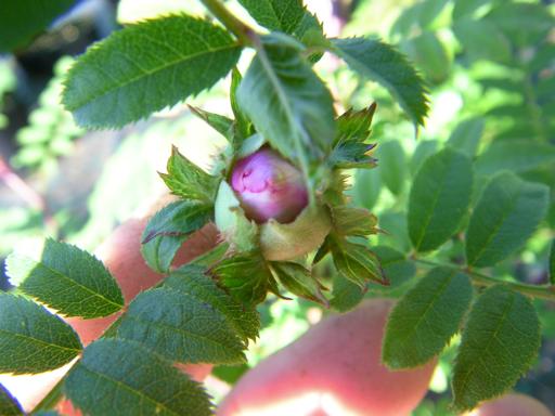 Rosa roxburghii normalis