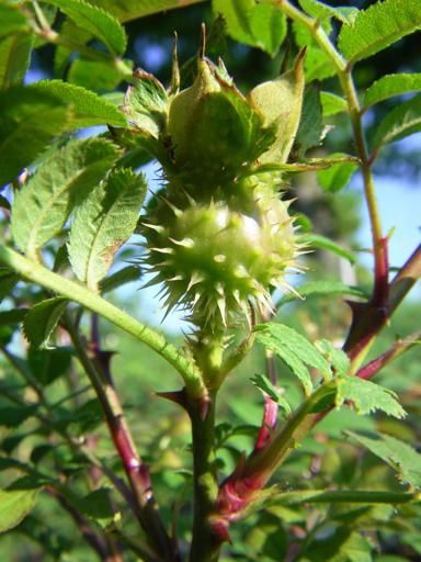 Rosa roxburghii