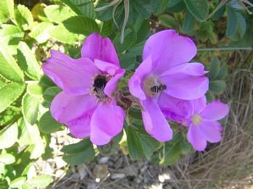 Rosa rugosa mit Bienen