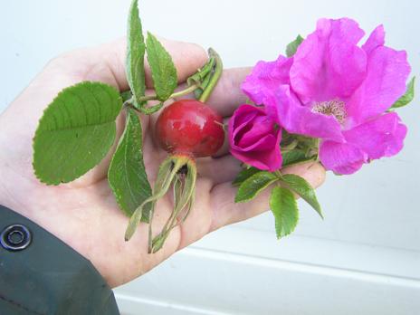 Frucht und Blüte einer Fundrose der Rosa rugosa