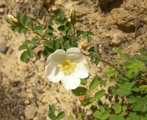 Rosa spinosissima Juni 2019