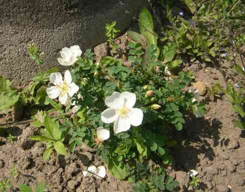 Rosa spinosissima Juni 2019