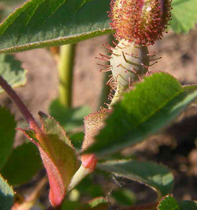 Rosa villosa