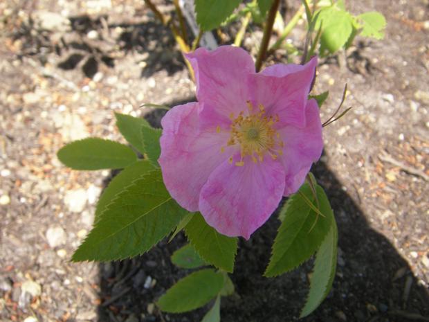 (Rosa villosa x pendulina ) var. gombensis
