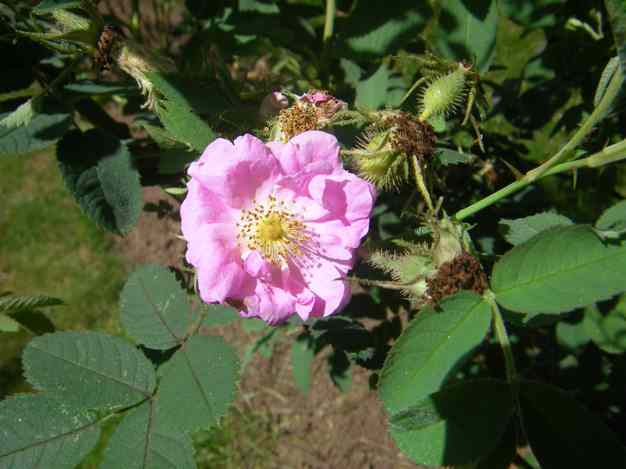 Rosa villosa x R. sp.
