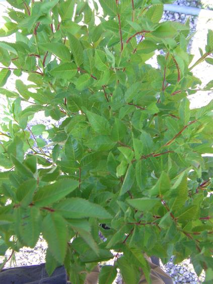 Rosa virginiana, Ausschnitt Strauch, rötliche Triebe und attraktiv hellgrünes Laub
