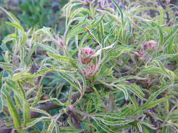 Rosa watsoniana