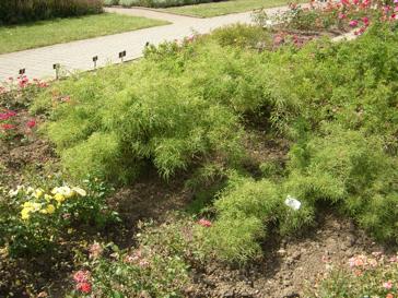 Rosa watsoniana