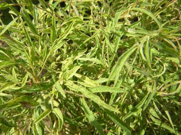 ‘Rosa watsoniana’