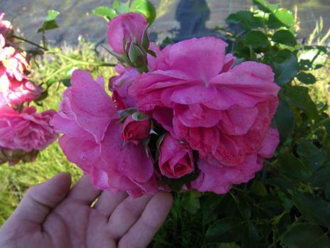 ‘Rosarium Uetersen’, Blüten, Knospen