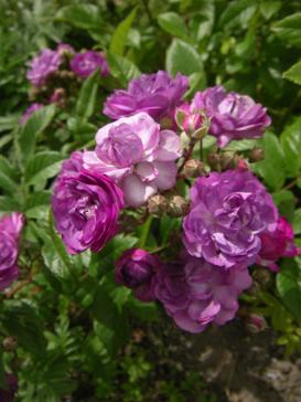 ‘Rose-Marie Viaud’, Blüten Nahaufnahme