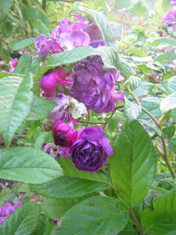 ‘Rose-Marie Viaud’, Farbe violette