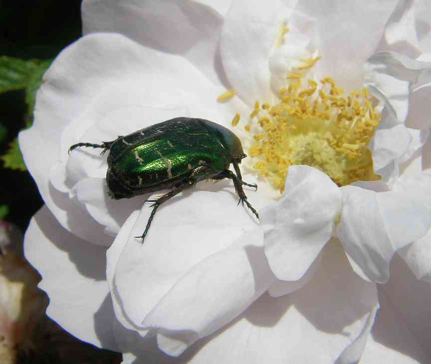 Rosenkäfer auf ‘Henry Hudson’ Juni 2019
