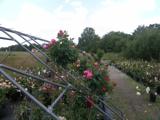 Rosenstellfläche