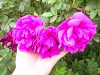 ‘Roseraie de L’Hay’, Blüten