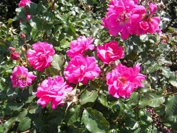 ‘Rubina’, einige Blüten