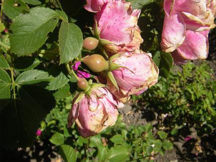 ‘Rudolfina’, Blüten mit leichte Blütenschäden