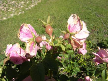 ‘Rudolfina’, verblühte Blüten