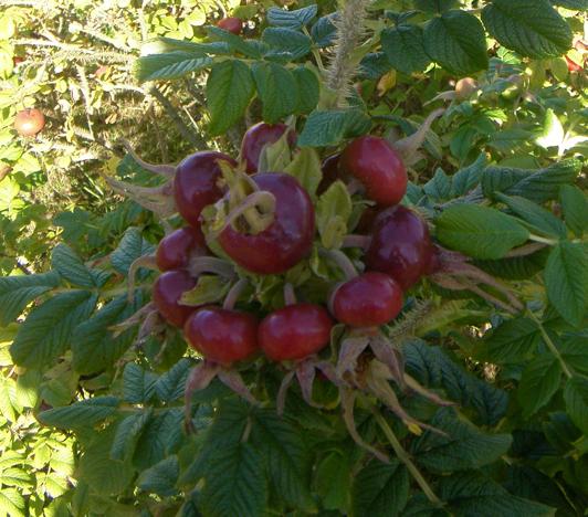 Früchtekranz Rugosa