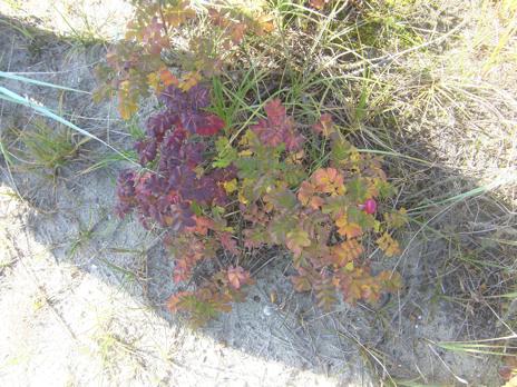 Rugosa