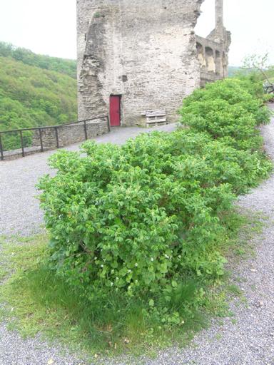 Rugosa, Burg Metternich