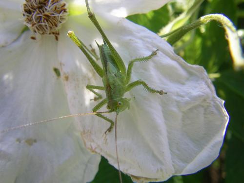 ‘Nyveldts White’ mit Heuschrecke