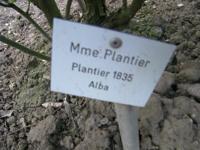 ‘Madame Plantier’, Etikett