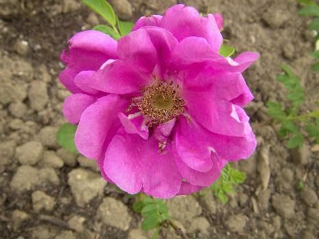 ‘Sassa Natalie’, Einzelblüte, Nahaufnahme