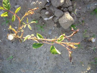 Spritzschäden an Rosen
