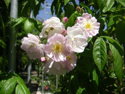 Slg. von ‘Bobby James’, Blütenbüschel, zart rosafarben