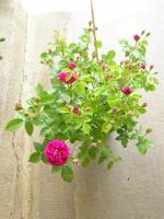 ‘Souvenir de Pierre Vibert’