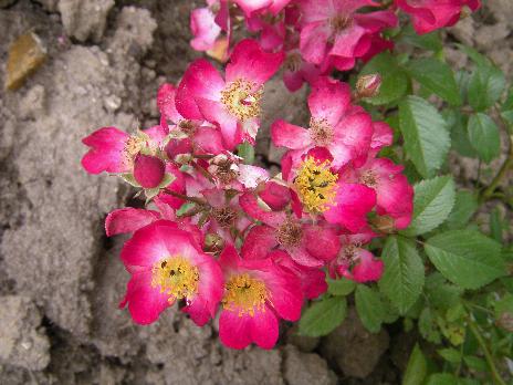 ‘Swinging Mozart Garden’
