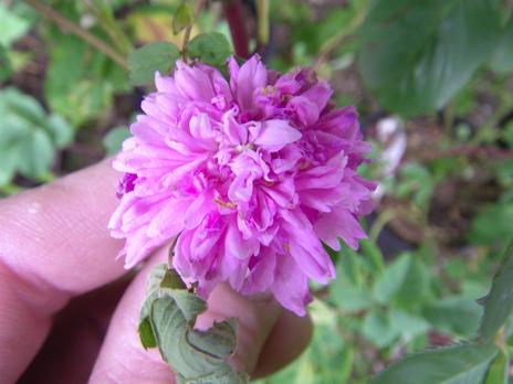 “Tornedal”, rundlich ganz geöffnete Einzelblüte.