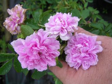 “Tornedal”, rosa Blütenrosetten in meiner Hand.