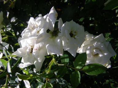 “Patio-Weiss-2015”, Blütenbüschel