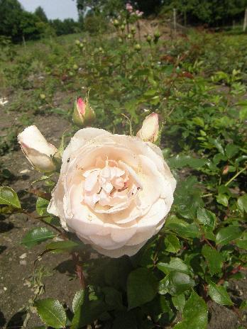 ‘Weißer Hirsch’
