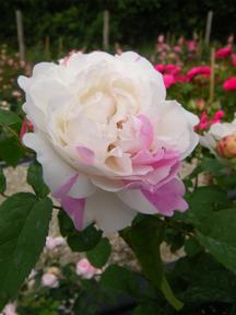 ‘Winchester Cathedral’, rosa gesprenkelte weiße Einzelblüte.