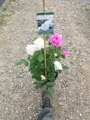 ‘Winchester Cathedral’, Jungpflanze im Topf mit rosa und weißen Blüten.