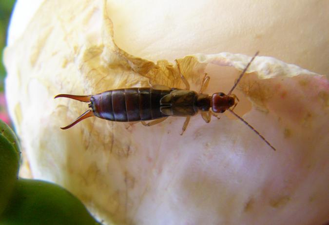 ‘Wollerton Old Hall’ mit Ohrenkneifer