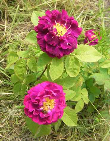 “Zentifolie Griesbach”