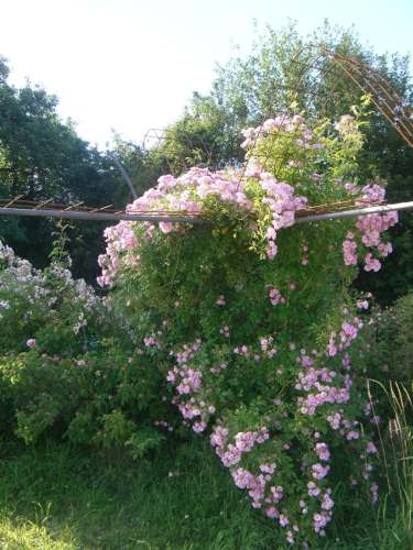 ‘Apple Blossom’