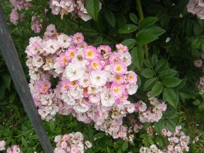 ‘Apple Blossom’