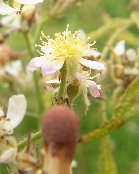 “Bambusrose”