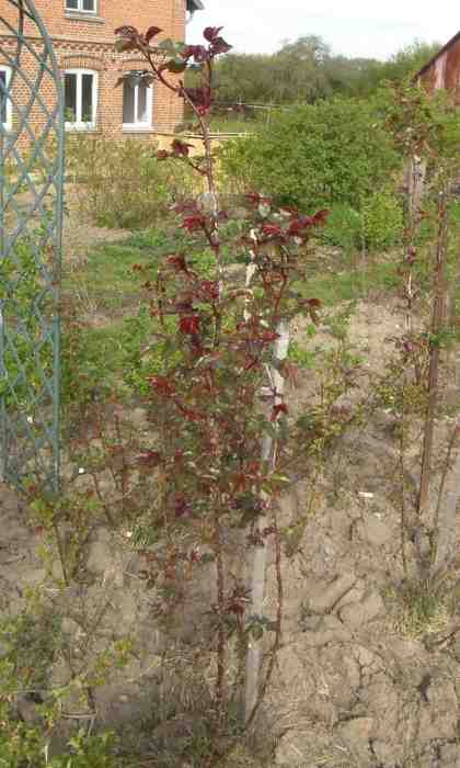 ‘Barockstadt Dresden’